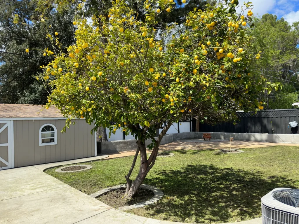 Effective Cleaning Gardening Landscaping Lawn Care Maintenance